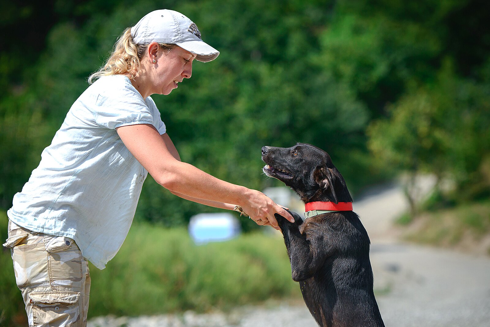 Более 700 бездомных собак из Сочи нашли новых хозяев